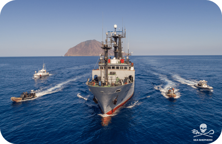 Sea Shepherd
